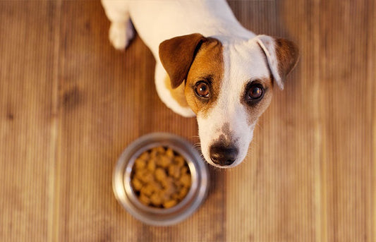 ΔΙΑΤΡΟΦΙΚΗ ΔΗΛΩΣΗ ΤΡΟΦΗΣ ΣΚΥΛΟΥ. ΜΗΝ ΞΕΓΕΛΙΕΣΤΕ!