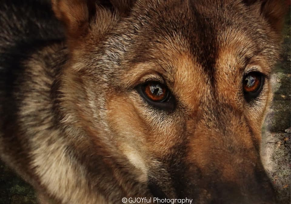 ΒΕΛΤΙΩΣΗ ΠΕΠΤΙΚΟΥ ΣΥΣΤΗΜΑΤΟΣ ΣΚΥΛΟΥ ΜΕ ΦΥΣΙΚΗ ΩΜΗ ΔΙΑΤΡΟΦΗ ΣΕ 2 ΜΗΝΕΣ!