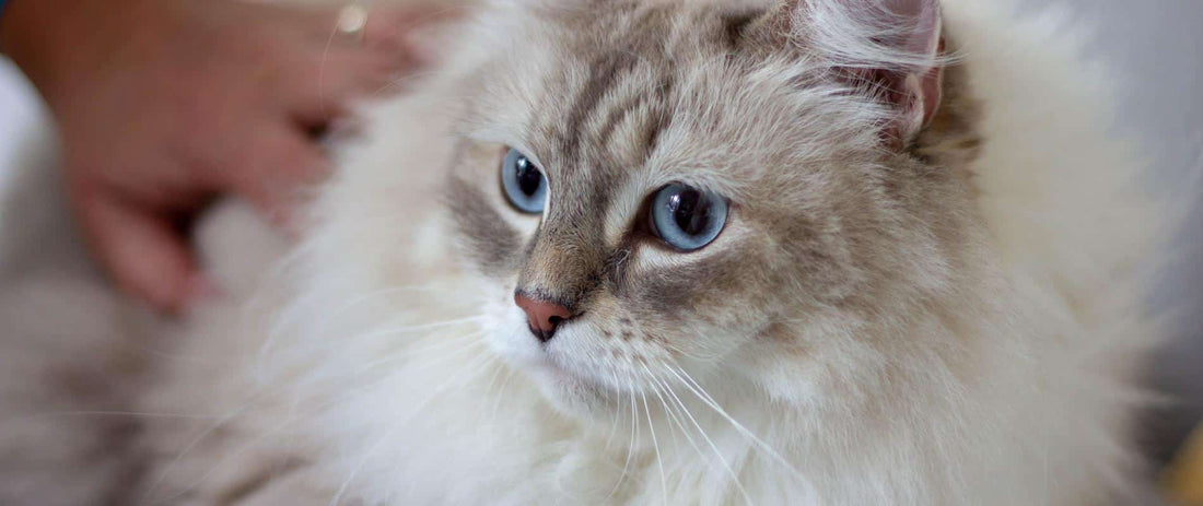 ΝΕΦΡΙΚΗ ΑΝΕΠΑΡΚΕΙΑ ΣΕ ΓΑΤΕΣ, ΑΙΤΙΕΣ, ΣΥΜΠΤΩΜΑΤΑ, ΑΝΤΙΜΕΤΩΠΙΣΗ