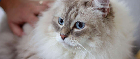 ΝΕΦΡΙΚΗ ΑΝΕΠΑΡΚΕΙΑ ΣΕ ΓΑΤΕΣ, ΑΙΤΙΕΣ, ΣΥΜΠΤΩΜΑΤΑ, ΑΝΤΙΜΕΤΩΠΙΣΗ