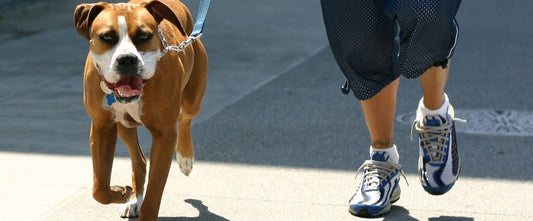 ΒΟΛΤΑ ΣΚΥΛΟΥ, Ο ΑΠΟΛΥΤΟΣ ΟΔΗΓΟΣ!