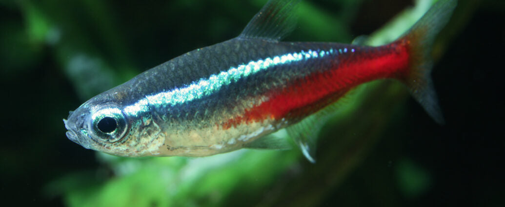 NEON TETRA ΠΡΟΦΙΛ ΨΑΡΙΟΥ