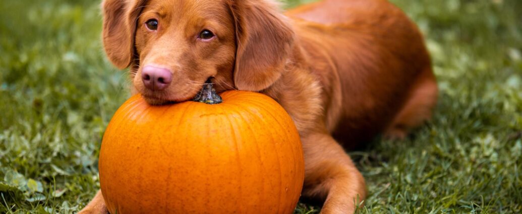ΓΙΑΤΙ Η ΚΟΛΟΚΥΘΑ ΕΙΝΑΙ Η ΚΑΛΥΤΕΡΗ ΤΡΟΦΗ ΓΙΑ ΠΕΠΤΙΚΕΣ ΔΙΑΤΑΡΑΧΕΣ ΚΑΙ ΔΙΑΡΡΟΙΑ ΣΕ ΣΚΥΛΟΥΣ!