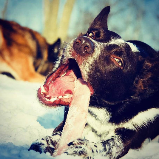 BARF ΤΡΟΦΕΣ ΜΕ ΚΟΤΟΠΟΥΛΟ? ΝΑΙ ΑΛΛΑ ΜΕ ΜΕΤΡΟ!