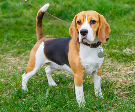 ΠΡΟΦΙΛ ΣΚΥΛΟΥ BEAGLE