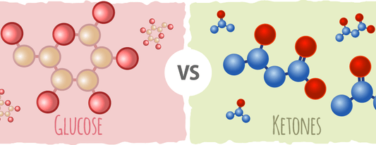 ΠΩΣ ΧΡΗΣΙΜΟΠΟΙΟΥΝ ΟΙ ΣΚΥΛΟΙ ΤΗΝ ΓΛΥΚΟΖΗ ΚΑΙ ΤΟΥΣ ΚΕΤΟΝΕΣ
