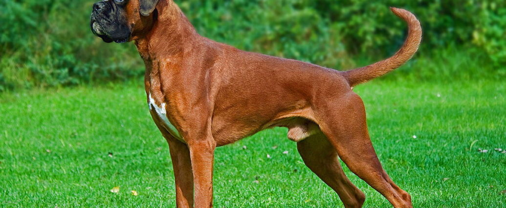 ΠΡΟΦΙΛ ΣΚΥΛΟΥ ΜΠΟΞΕΡ (BOXER)