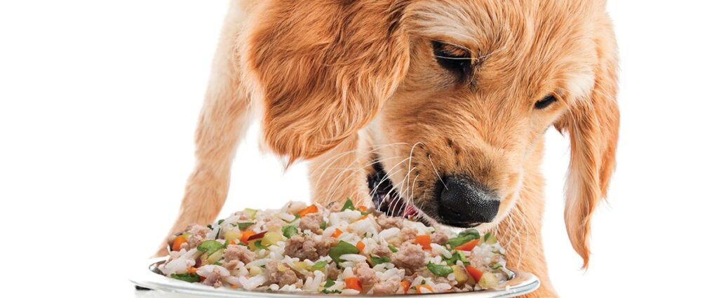 ΝΕΑ ΜΕΛΕΤΗ ΔΕΙΧΝΕΙ ΠΩΣ ΤΟ ΕΤΟΙΜΟ ΜΑΓΕΙΡΕΥΤΟ ΦΑΓΗΤΟ ΓΙΑ ΣΚΥΛΟΥΣ ΕΙΝΑΙ ΕΞΑΙΡΕΤΙΚΑ ΕΥΠΕΠΤΟ!