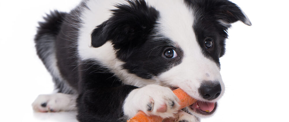 ΚΑΡΟΤΑ ΓΙΑ ΣΚΥΛΟΥΣ, ΠΩΣ ΠΡΕΠΕΙ ΝΑ ΤΑ ΤΡΩΝΕ ΓΙΑ ΜΕΓΙΣΤΑ ΟΦΕΛΗ!
