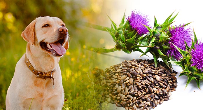 ΓΑΙΔΟΥΡΑΓΚΑΘΟ ΓΙΑ ΣΚΥΛΟΥΣ! ΘΩΡΑΚΙΖΕΙ ΤΟ ΣΥΚΩΤΙ!