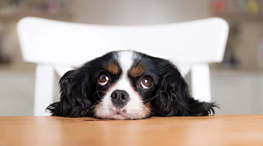 ΠΟΙΑ ΕΙΝΑΙ Η ΚΑΛΥΤΕΡΗ ΤΡΟΦΗ ΣΚΥΛΟΥ?