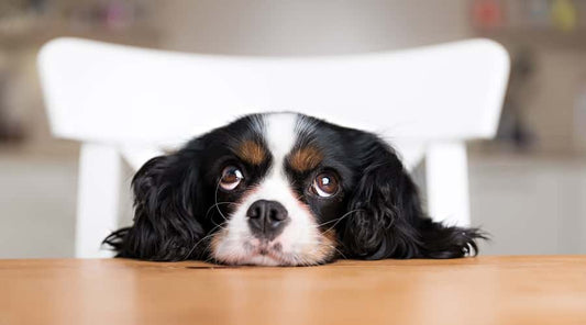 ΠΟΙΑ ΕΙΝΑΙ Η ΚΑΛΥΤΕΡΗ ΤΡΟΦΗ ΣΚΥΛΟΥ?