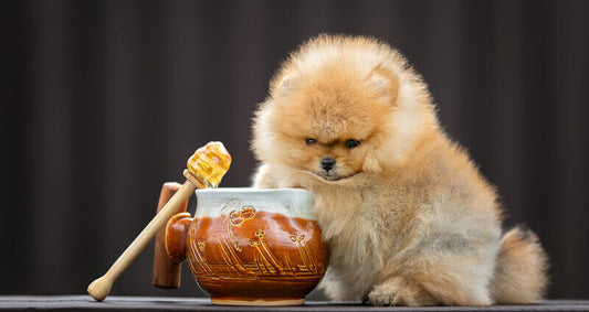 ΜΕΛΙ ΓΙΑ ΣΚΥΛΟΥΣ, ΑΣΦΑΛΗΣ ΔΟΣΟΛΟΓΙΑ ΚΑΙ ΟΛΑ ΤΑ ΟΦΕΛΗ!