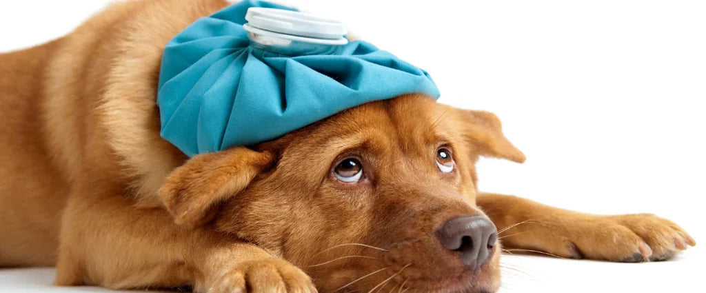 ΠΩΣ ΕΝΙΣΧΥΟΥΝ ΟΙ ΦΡΕΣΚΕΣ ΤΡΟΦΕΣ ΤΗΝ ΑΠΟΤΟΞΙΝΩΣΗ ΤΟΥ ΣΚΥΛΟΥ ΣΑΣ!