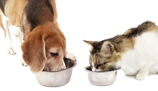 ΓΛΥΚΟΖΗ ΚΑΙ ΜΕΤΑΒΟΛΙΣΜΟΣ ΥΔΑΤΑΝΘΡΑΚΩΝ ΣΕ ΣΚΥΛΟΥΣ ΚΑΙ ΓΑΤΕΣ