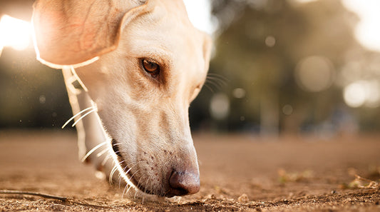 ΒΟΛΤΑ ΚΑΙ ΟΣΦΡΗΣΗ ΣΚΥΛΟΥ! ΤΑ ΧΡΕΙΑΖΕΤΑΙ ΚΑΘΗΜΕΡΙΝΑ!