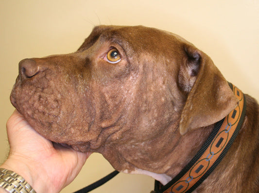 ΤΡΟΦΙΚΗ ΑΛΛΕΡΓΙΑ ΚΑΙ ΤΡΟΦΙΚΗ ΔΥΣΑΝΕΞΙΑ ΣΚΥΛΟΥ!