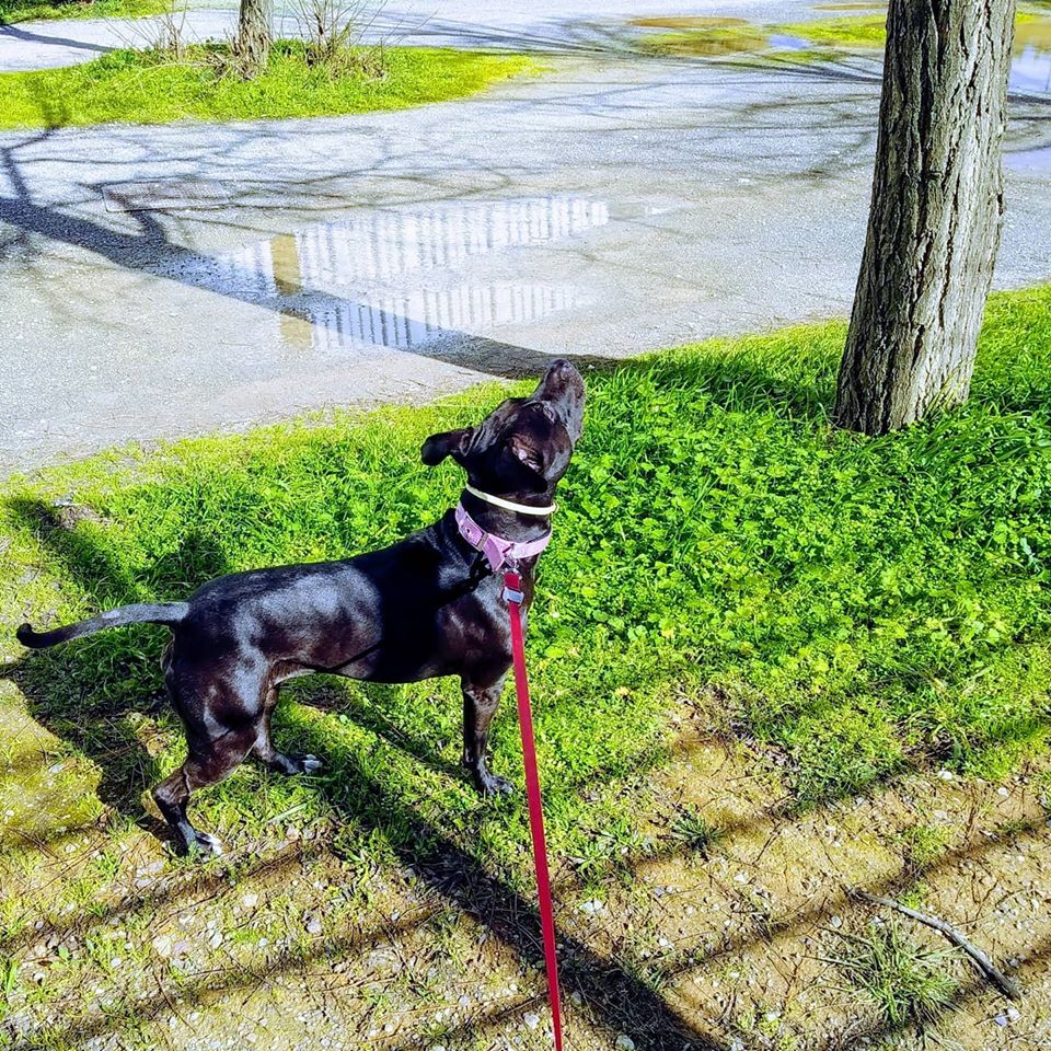 ΤΑ ΟΦΕΛΗ ΤΗΣ ΠΟΙΟΤΙΚΗΣ ΒΙΟΛΟΓΙΚΑ ΚΑΤΑΛΛΗΛΗΣ ΔΙΑΤΡΟΦΗΣ