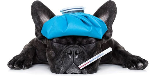 ΣΥΝΔΡΟΜΟ FANCONI ΣΕ ΣΚΥΛΟΥΣ ΜΕΤΑ ΑΠΟ ΤΑΙΣΜΑ ΜΕ ΚΙΝΕΖΙΚΕΣ ΛΙΧΟΥΔΙΕΣ JERKY!