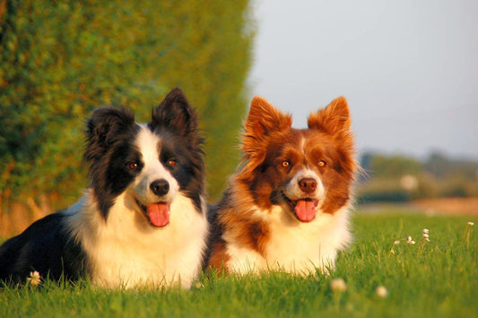 ΝΗΣΤΕΙΑ-ΑΦΑΓΙΑ ΣΚΥΛΟΥ ΚΑΙ ΕΝΙΣΧΥΣΗ ΑΝΟΣΟΠΟΙΗΤΙΚΟΥ!