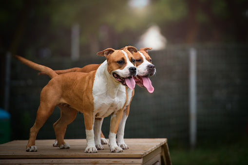 ΣΚΥΛΟΣ AMSTAFF (AMERICAN STAFFORDSHIRE TERRIER)