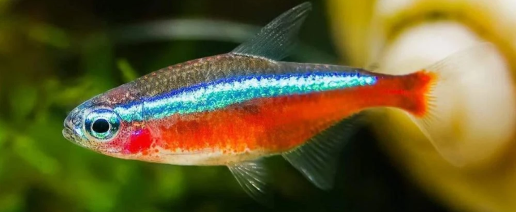 CARDINAL TETRA (ΚΑΡΔΙΝΑΛΙΟΣ) ΠΡΟΦΙΛ ΨΑΡΙΟΥ
