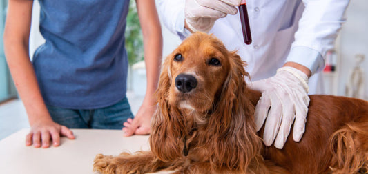 ΤΙ ΓΝΩΡΙΖΟΥΝ ΟΙ ΚΤΗΝΙΑΤΡΟΙ ΓΙΑ ΤΗΝ ΔΙΑΤΡΟΦΗ ΚΑΤΟΙΚΙΔΙΩΝ?