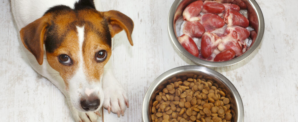 ΠΡΩΤΕΙΝΗ ΣΕ ΤΡΟΦΕΣ ΣΚΥΛΟΥ! ΑΜΙΝΟΞΕΑ, ΠΗΓΕΣ ΚΑΙ ΑΝΕΠΑΡΚΕΙΑ!