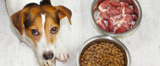 ΠΡΩΤΕΙΝΗ ΣΕ ΤΡΟΦΕΣ ΣΚΥΛΟΥ! ΑΜΙΝΟΞΕΑ, ΠΗΓΕΣ ΚΑΙ ΑΝΕΠΑΡΚΕΙΑ!