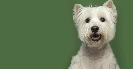 ΦΡΟΥΤΑ ΚΑΙ ΛΑΧΑΝΙΚΑ ΓΙΑ ΣΚΥΛΟΥΣ! ΒΙΤΑΜΙΝΕΣ & ΜΕΤΑΛΛΑ!