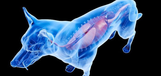 ΓΑΣΤΡΙΚΟ PH ΚΑΙ ΠΕΨΗ ΣΚΥΛΟΥ ΠΟΥ ΤΡΕΦΕΤΑΙ ΜΕ ΩΜΕΣ Η/ΚΑΙ ΞΗΡΕΣ ΤΡΟΦΕΣ