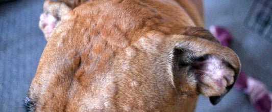 ΚΝΙΔΩΣΗ ΣΕ ΣΚΥΛΟΥΣ! Η ΣΥΝΗΘΕΣΤΕΡΗ ΑΛΛΕΡΓΙΚΗ ΑΝΤΙΔΡΑΣΗ, ΑΙΤΙΕΣ, ΑΝΤΙΜΕΤΩΠΙΣΗ, ΠΡΟΛΗΨΗ!