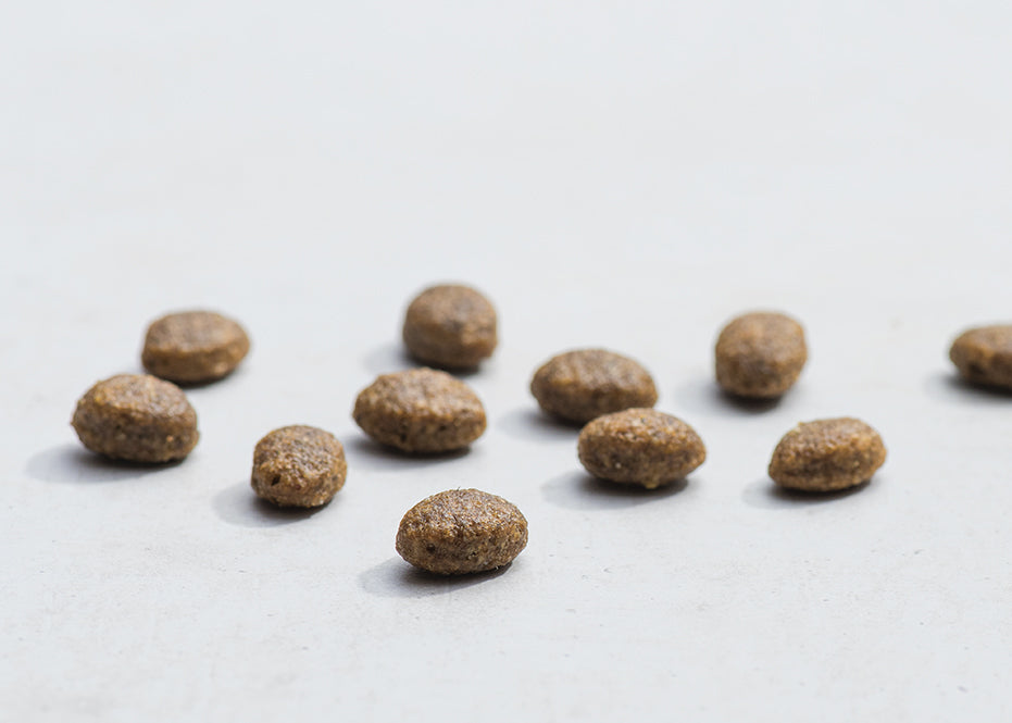 Prins Protection Croque Υποαλλεργική Ξηρά Τροφή Μικρόσωμου Ενήλικου Σκύλου Αρνί 10kg