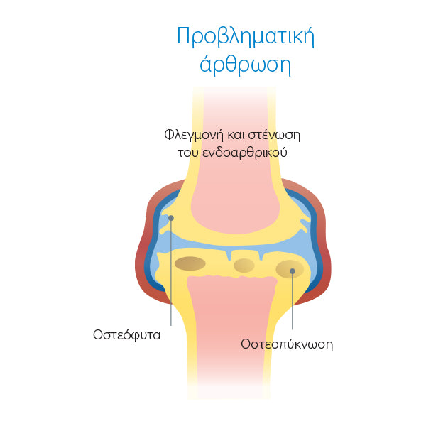 Wepharm Wejoint Συμπλήρωμα Διατροφής για Αρθρώσεις Μεγαλόσωμου Σκύλου 30tabs